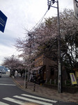sengen_sakura.jpg